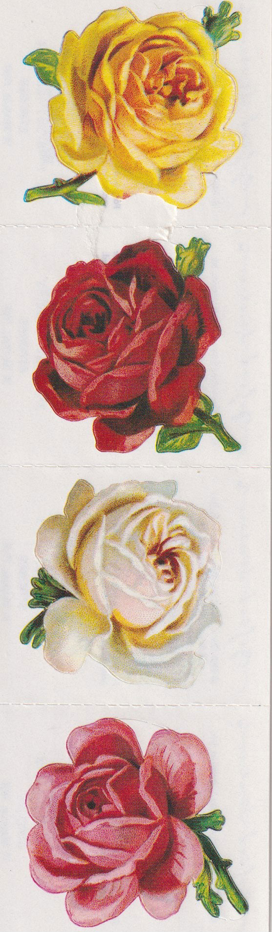 GIFTED LINE: Strips - 4 Roses