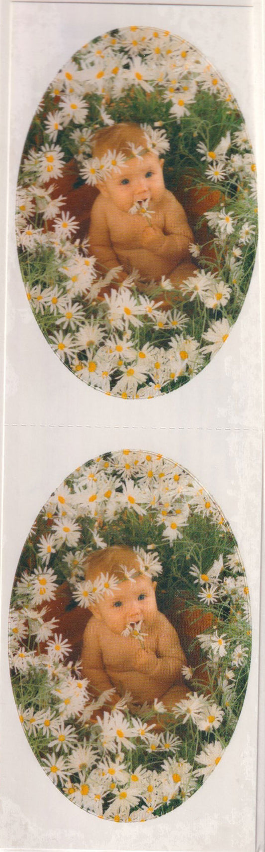 GIFTED LINE: Strips - Anne Geddes Daisy Baby Package of 2
