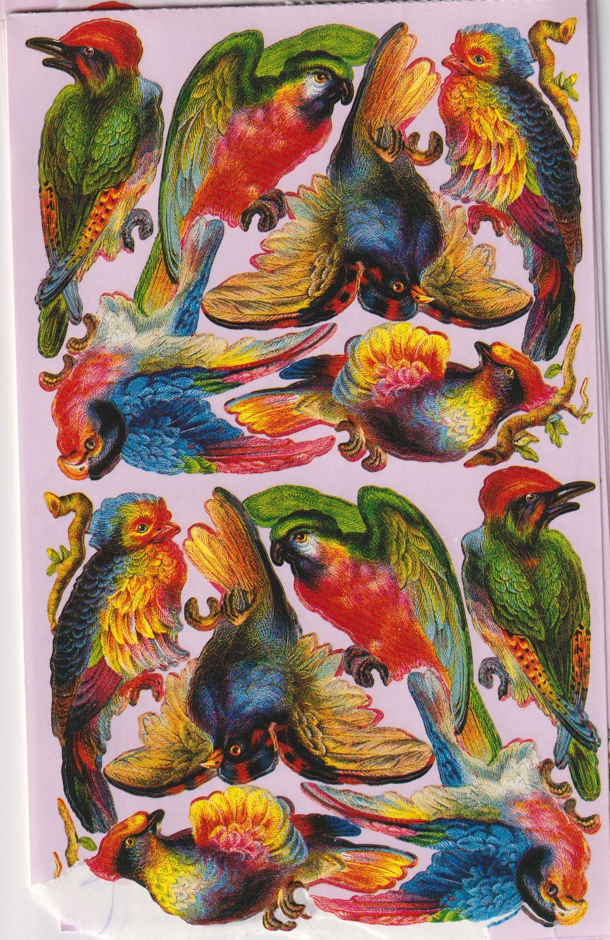GIFTED LINE: Victorian Parrots