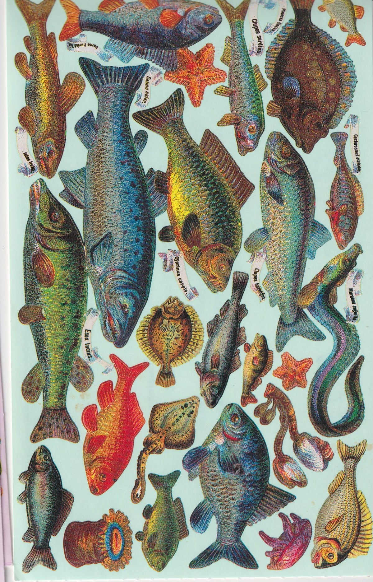 GIFTED LINE: Victorian Fish