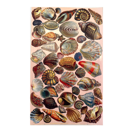GIFTED LINE: Seashell Stickers