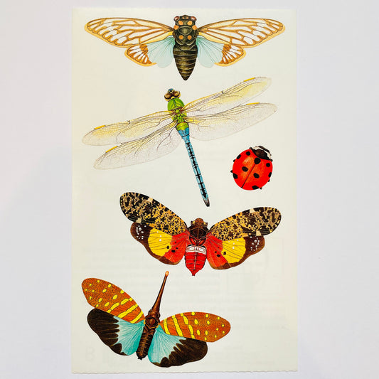 Mrs. Grossman's: Zeke Smith Insects