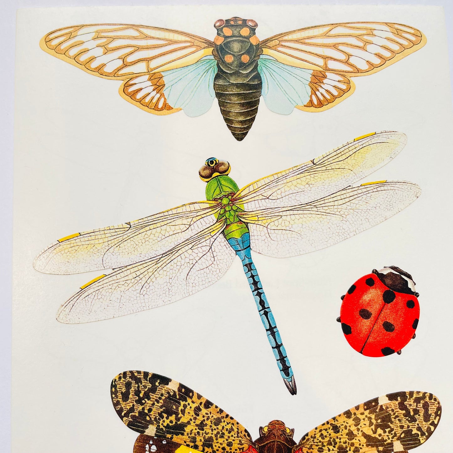 Mrs. Grossman's: Zeke Smith Insects